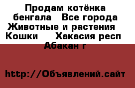 Продам котёнка бенгала - Все города Животные и растения » Кошки   . Хакасия респ.,Абакан г.